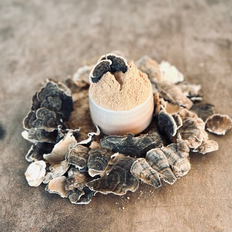 Turkey Tail Mushroom Powder, 1/4 LB.
