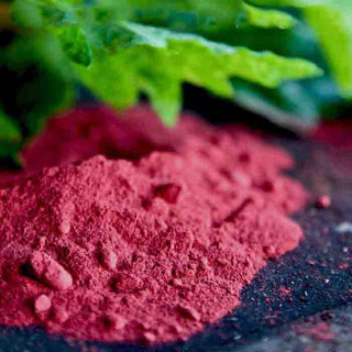 Beet Root Powder, with a blurred dark foreground and a leafy blurred background.