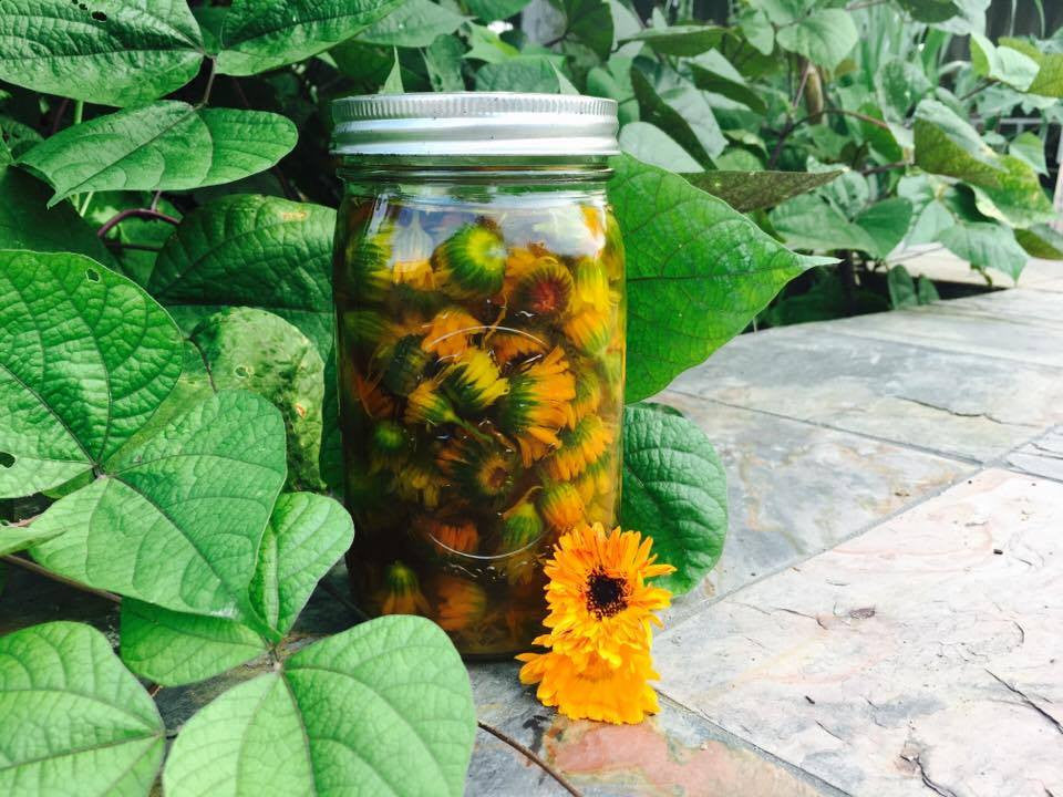 DIY Calendula Oil