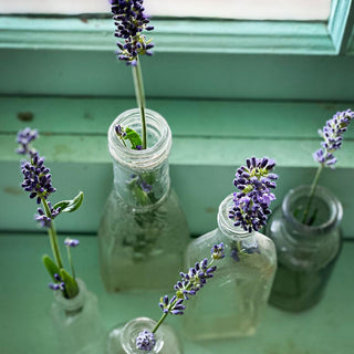 Fresh lavender flowers displayed in 5 antique medicine bottles