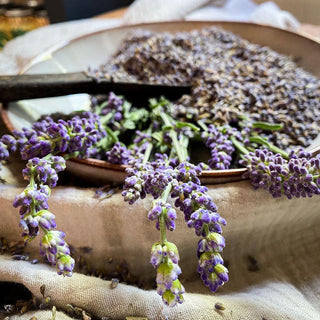 Fresh lavender flowers flow out of a bowl filled with dried lavender flowers.