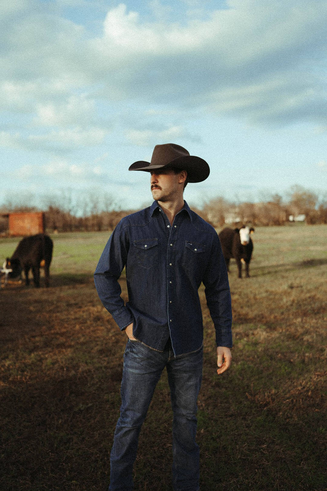 Man standing in field with cows wearing the cowboy cut long sleevce western denim pearl snap work shirt by wrangler. 