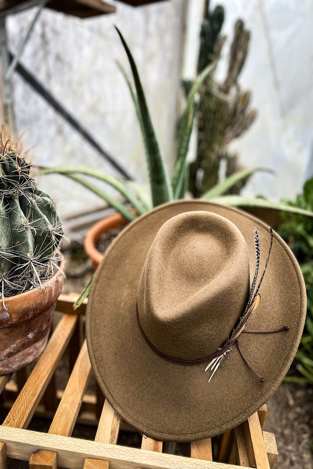 Picture of the stetson coloma hat sitting on top of a crate with cactus plants surrounding it.  The coloma hat is brown in color.  